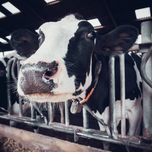 cows in a farm. Dairy cows in a farm.