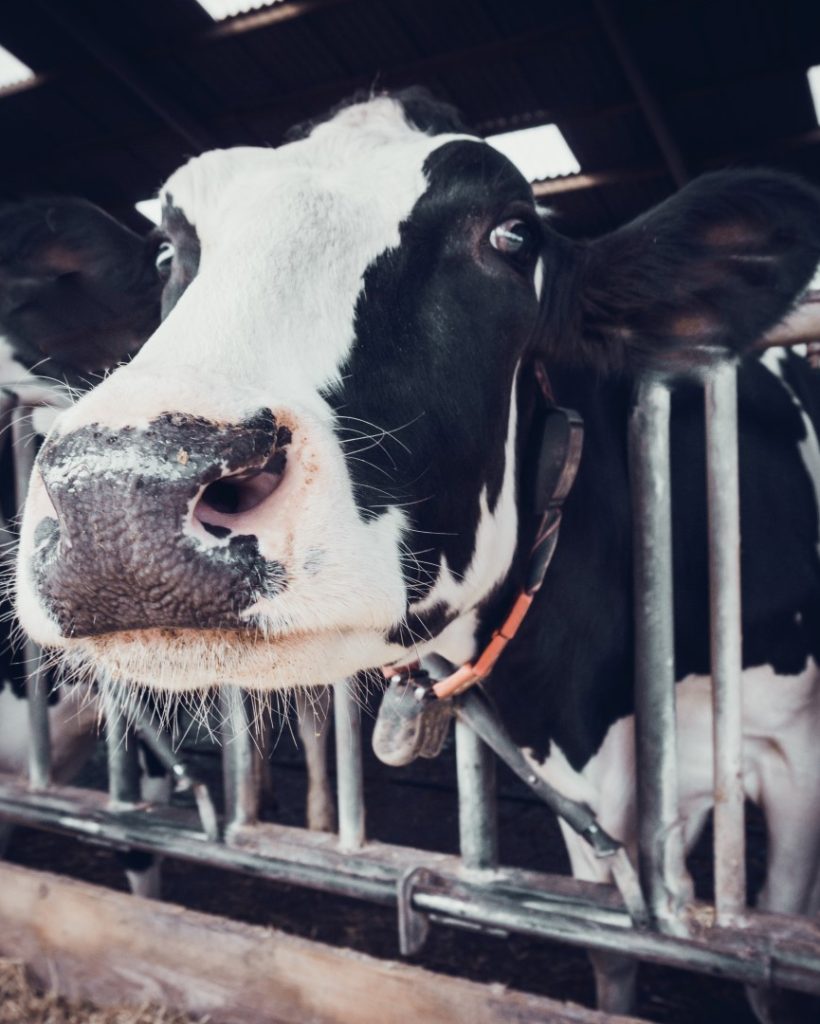 cows in a farm. Dairy cows in a farm.