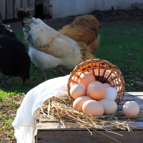healthy-ecological-food-farming-2022-11-09-18-02-14-utc