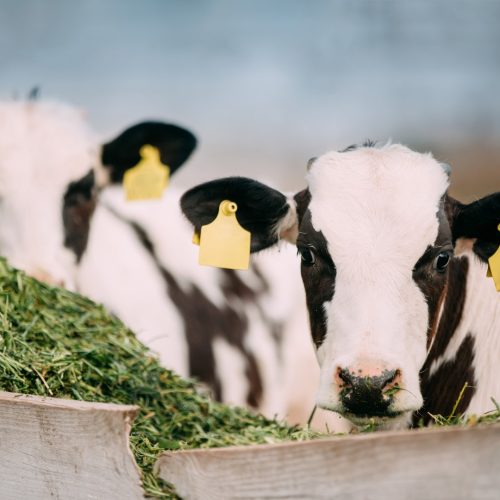 Young Calves Eat Green Food On Farm.